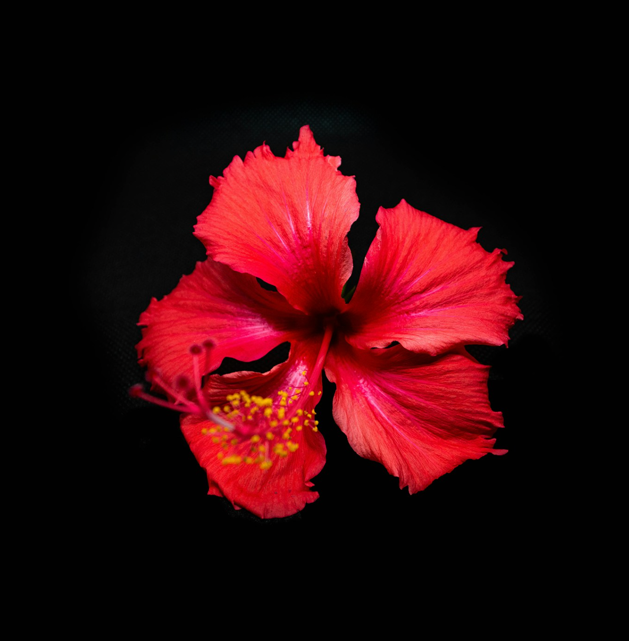 Postpartum Meal Delivery